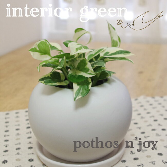 տʪƥꥢ꡼󡡡äȤݥȥݥȥ󥸥祤꡼󡡽鿴ԤˤƤ䤹ƥᡡݥȥ󥸥祤photos njoyտʪƥꥢ꡼