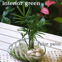テーブルヤシ　カラーサンド　インドアグリーン　観葉植物　ガラスの器
