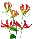 「生花」ケイトウ（セロシア）5本 色選べる「おしゃれ」「奇妙」生け花 花束 アレンジメント