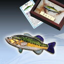 本七宝魚タイニーピンコレクション淡水魚ブラックバス ギフト ...
