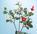 《 造花 》◆とりよせ品◆Parer 八重椿 レッド 和 ツバキ カメリア