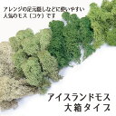 《 プリザーブドフラワー 》大地農園/オオチノウエン アイスランドモス 大箱 500gハーバリウム