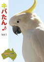 Lo -킢Lo^ʐ^W vol.1-ydqЁz[ birdsland ]