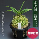 【只今、花芽付き!!】 富貴蘭 フウラン 翡翠 緑花