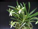 富貴蘭 花物 「翡翠(みどり花)」