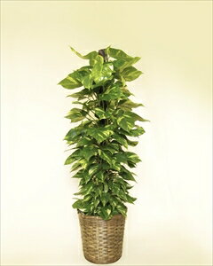 葉の形が「ハート型」の癒し系（!?）な観葉植物。管理のしやすさ、育てやすさもからも人気のポ…...:rcmd:29167816