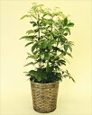 寒さに比較的強い観葉植物です。葉が丸く丈夫なカポックは室内置きにも適しているので、ご自宅はもちろん、贈答用としても大変喜ばれます。 カポック【8号鉢】バスケット付(代引き不可)【送料無料】