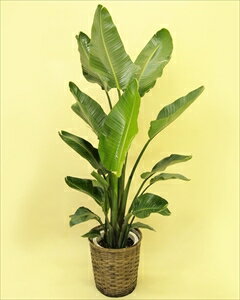 オーガスタの様な大きい葉の植物は蒸散作用が多く、室内に置くと加湿器のような役割をしてくれる…...:rcmdin:10261413