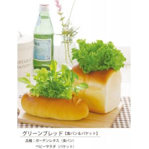 GD-286 グリーンブレッド食パン(ガーデンレタス) 4セット【Aug08P3】