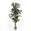 観葉植物/フェイクグリーン 【フィカス A】 6号鉢対応 幅60cm 〔リビング ガーデニング〕【代引不可】