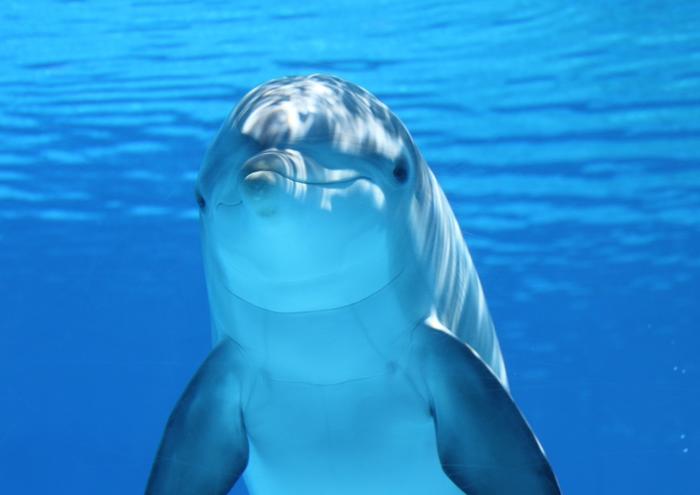 絵画風 壁紙ポスター (はがせるシール式) イルカ スマイル ドルフィン 海 キャラクロ DLP-001A2 (A2版 594mm×420mm) 建築用壁紙+耐候性塗料 インテリア