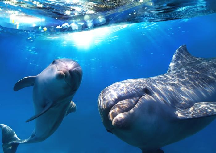 絵画風 壁紙ポスター (はがせるシール式) イルカの親子 スマイル ツーショット 波 ドルフィン 海 キャラクロ DLP-014A2 (A2版 594mm×420mm) 建築用壁紙+耐候性塗料 インテリア