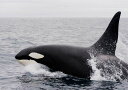 絵画風 壁紙ポスター (はがせるシール式) 海の王者 シャチ 最強捕食者 オルカの勇姿 アラスカ沖 グランパス Killer Whale 海 キャラクロ ORCA-011A2 (A2版 594mm×420mm) 建築用壁紙+耐候性塗料 インテリア