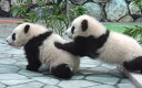 絵画風 壁紙ポスター (はがせるシール式) 赤ちゃんパンダの兄弟 ジャイアントパンダ PANDA パンダ キャラクロ PNDA-008W1 (ワイド版 921mm×576mm) 建築用壁紙+耐候性塗料