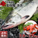 【10月31日販売終了】生秋鮭(北海道産)オス 大3.0〜3...