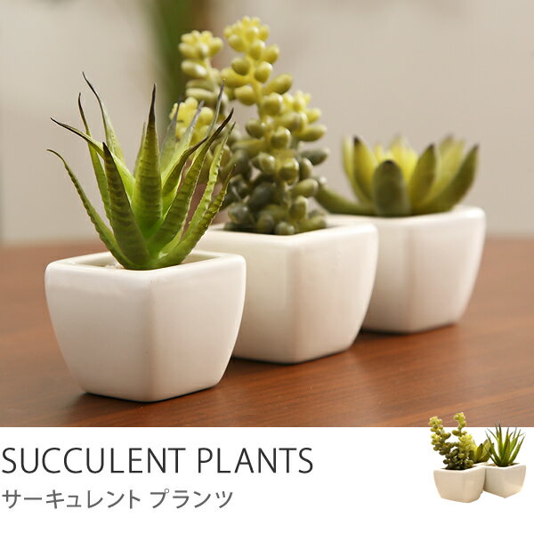 観葉植物、光触媒、人工植物、グリーン、セール光触媒観葉植物　サーキュレントプランツ3点セット商品到着後、レビューで送料無料（送料込）