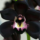 エロさを感じる、魅惑の黒いランの香り。ブラックオーキッド -Black Orchid-10mlハイグレード アロマクラフト用 フレグランスオイル(手作り石鹸 香水 キャンドル バスソルト アロマペンダント サシェ ディフューザー バスボム用)
