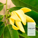  10ml ÂT߂łς CCtOXIC {fBZ[t^Cv A}Ntgp Ylang Ylang Fragrance Oil  Ό  oX{ [Xv[ TVF fBt[U[  luCU[ Ȃǂ