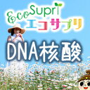 【エコサプリ】DNA核酸 （約60日分）