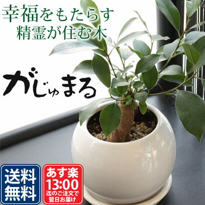 送料無料！幸福をもたらす精霊が住む木 ガジュマルの木 観葉植物 ミニ 鉢植え インテリア 誕生日プレゼント 男性 女性 退職祝い 定年 お祝い 父 母 祖母 お見舞い 誕生日 がじゅまる 送別会 新築祝い 卒業祝い 合格祝い 退院祝い ギフト【即日発送】