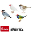 o[fBr/BIRDIE BILLy  RL`E XYz̃Nbvz_[   Nbvz_[ IuWF A bZ[Wo[h o[fB[r o[hr JAVA SPARROW AGATE WHITE GOULDIAN FINCH