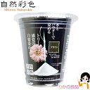 【まとめ買い特典付!】 自然彩色 白髪染め 送料無料 毛染め 美容業界のプロから生まれた50万人に愛される。水とパウダーで染める! トリートメント 効果は約1か月。ツンとするにおい無【 楽天スーパーセール 】【 医薬部外品 】【P20Aug16】【りかの良品】
