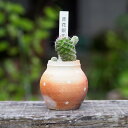 陶器壺付き マミラリア 赤花銀手毬/2.5号 小壺 植木鉢 盆栽鉢ミニ盆栽 多肉 サボテン 小品盆栽鉢 おしゃれ ギフト 贈り物