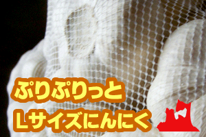 北国の色白美肌！こだわりのぷりぷり青森県（ときわ）産にんにく1kg（14〜15玉入）