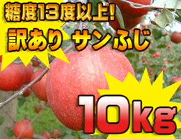 糖度13度以上訳あり「サンふじ」10kgダンボール・モールドパック詰（約32〜40玉入）商品発送は11/24頃から順次開始予定！