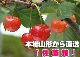 数量限定250箱！山形県産さくらんぼ「佐藤錦」