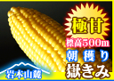 朝穫り！人気の嶽きみ!!岩木山麓とうもろこし（送料込）Lサイズ8本入びっくりするぐらい激甘！！朝穫り1番実り〜その日発送！岩木山麓とうもろこし「嶽きみ（商品は8月24日頃から順次発送開始予定です！）