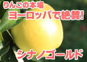 本場EU各国で大人気！シナノゴールド5kg詰（14〜23玉入）お得な訳あり品で登場♪最終発送日は3月31日です!!