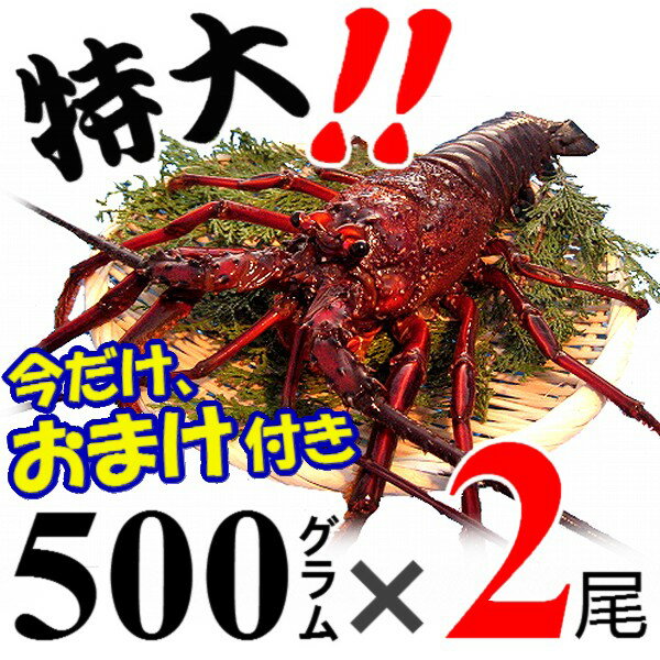 【おまけ有り☆予約/10月発送】三重県 活伊勢海老　【500g程度×2尾】　漁師直送 律丸の伊勢海老　贈答用のし無料対応!!伊勢海老/伊勢エビ/イセエビ/伊勢えび/エビ