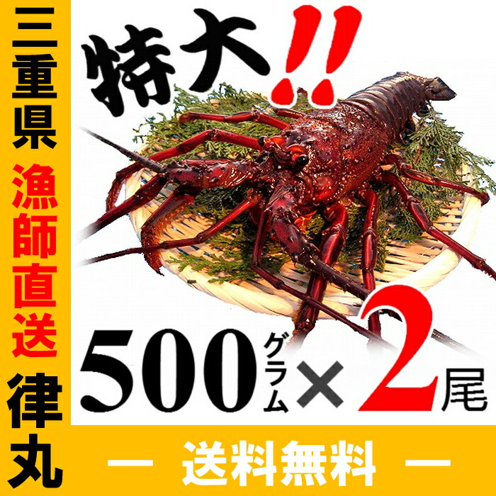 三重県産、送料無料！【あす楽対応/即納】活伊勢海老【400~600g×2尾 1kg】　漁師…...:ritsumaru:10000018