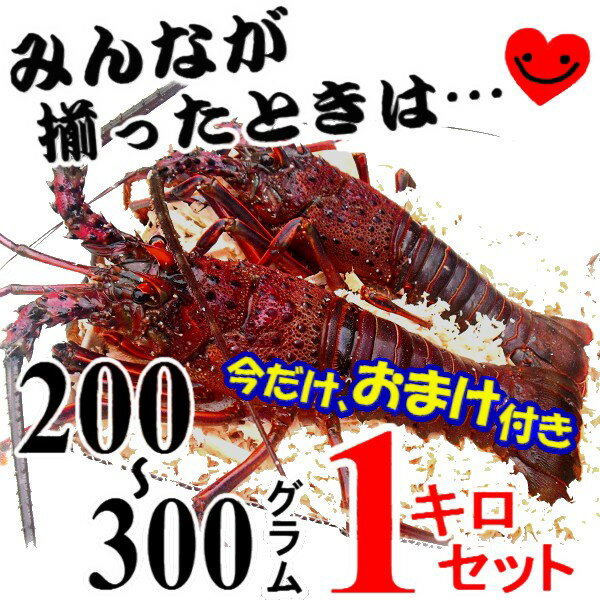 【おまけ有☆予約/10月発送】 三重県産 活伊勢海老【200g〜300gサイズ 1kg】漁師直送 律丸の伊勢海老軍手、簡単レシピ、捌き方付き!!　伊勢えび/イセエビ/エビ/海老/えび【伊勢海老/伊勢エビ/伊勢えび/イセエビ/エビ/えび】産地直送“生きたまま”発送致します!!