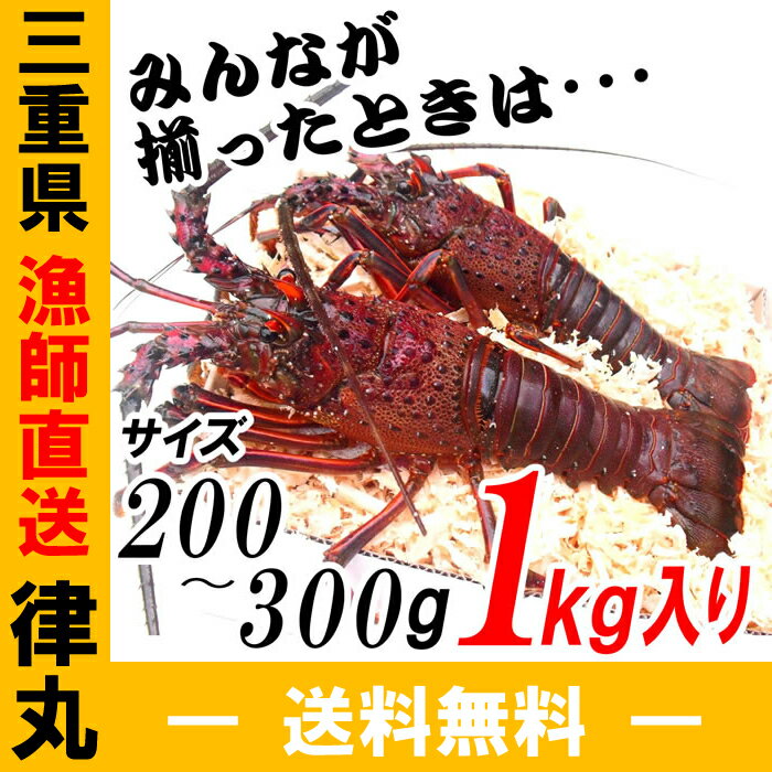 三重県産、送料無料！【あす楽対応/即納】活伊勢海老【200g〜300gサイズ 1kg】漁師…...:ritsumaru:10000001