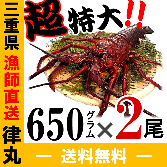 【年内31日迄、休まず発送!】≪御歳暮、贈答に≫三重県産、送料無料!【あす楽対応/即納】活伊勢海老【600~700g×2尾 1.3kg】 漁師直送 律丸 伊勢エビ/イセエビ/伊勢えび 【楽ギフ_のし宛書】【楽ギフ_メッセ入力】