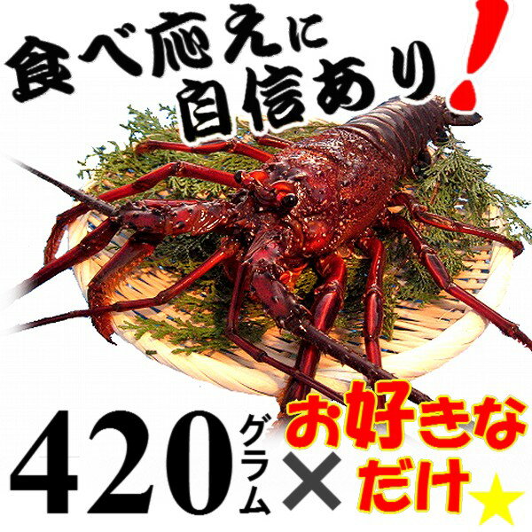 【予約/10月発送】三重県 活伊勢海老　【420g程度×1尾】　漁師直送 律丸の伊勢海老　贈答用のし無料対応!!伊勢海老/伊勢エビ/イセエビ/伊勢えび/エビ