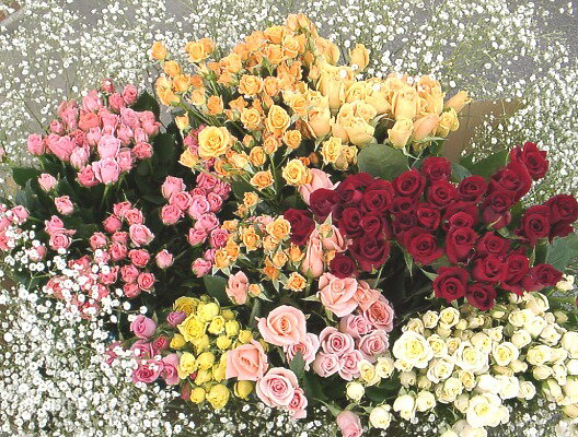花色が選べる　バラ50本の花束　送料無料10P06jul10