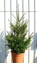 モミの木よりも丈夫で樹形がきれい!育てやすいドイツトウヒもみの木で本物のクリスマスツリーを作りたい 1,8m