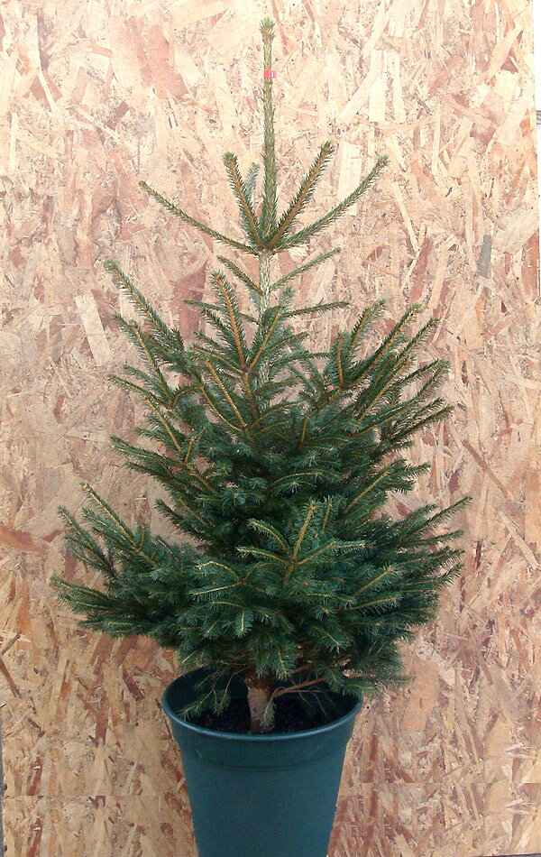モミの木で本物のクリスマスツリーを作りたい　120cmチョット大きめご家庭向け　一番人気！モミの木より丈夫！育てやすく樹形がきれい！エゾアカマツ