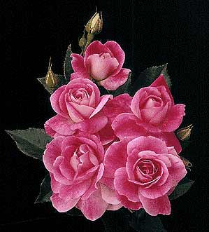 バラ苗 ブリリアントピンクアイスバーグ 大苗6号鉢　四季咲き中輪　ピンク系