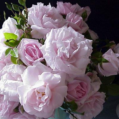 バラ苗 ニュードーン 国産大苗6号鉢つるバラ(CL) 四季咲き ピンク系
