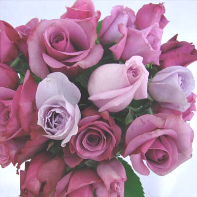 ڤˤǰեեȡХ 鯤۲ۻϥХ30ܡ1ǯ֡12˥̵ۡ۽Τߥե١դ