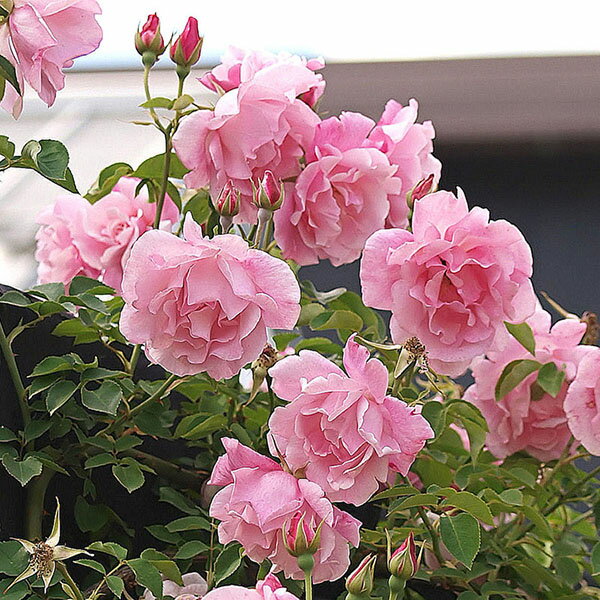 バラ苗 スパニッシュビューティ 国産大苗6号スリット鉢 つるバラ一季咲き ピンク系