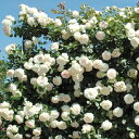 バラ苗 ブランピエールドゥロンサール 国産新苗4号ポリ鉢つるバラ(CL) 返り咲き アンティークタイプ 白系