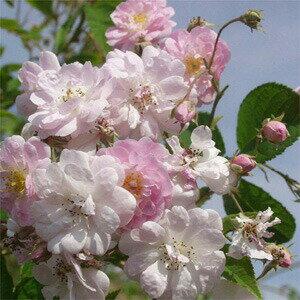 バラ苗 ポールズヒマラヤンムスク 国産大苗6号鉢 一季咲き小輪 ピンク系