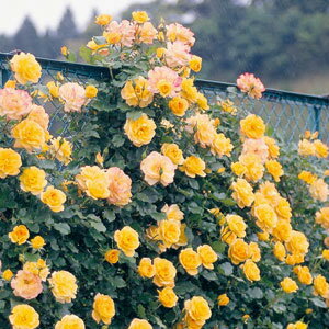 バラ苗 サハラ’98 国産大苗6号鉢つるバラ(CL) 四季咲き 黄色系