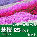シバザクラ芝桜カラー選べる【25ポットセット】