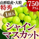山形県産 特秀 大粒 シャインマスカット 1房(約750g前後) 産地直送 山形県から産地直送 種無し 大粒 【同梱不可】【熨斗OK】【2017年 9月中旬発送】【送料無料】